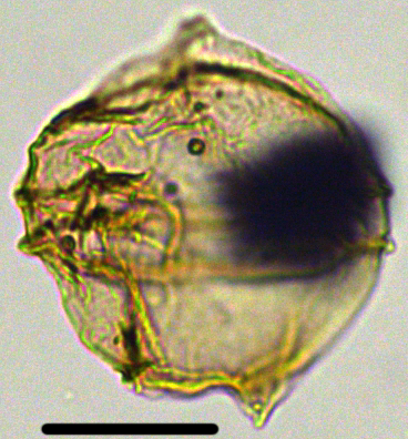 Senegalinium obscurum Sen33XCC0901020b.jpg